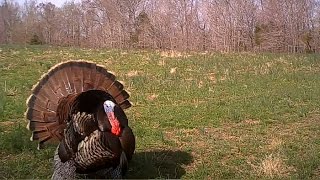 Gobblers Spitting and Drumming  Calling All Turkeys [upl. by Llecram289]