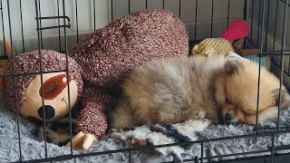 8 Week Old Pomeranian Puppy  FIRST WEEK AT HOME [upl. by Nodlehs]