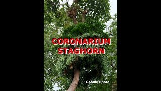 Plarycerium Coronarium Staghorn [upl. by Elisha]