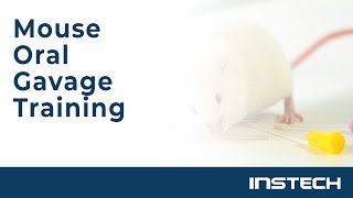 Mouse Oral Gavage Training [upl. by Haag]