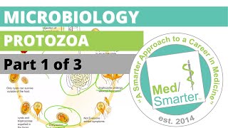 Protozoa  Microbiology  USMLE STEP 1  Part 1 of 3 [upl. by Clorinde748]