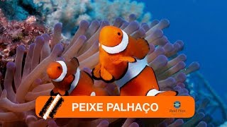 Aquário Marinho  Peixe Palhaço [upl. by Granthem]