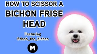 How to trim a bichon head [upl. by Kopaz]