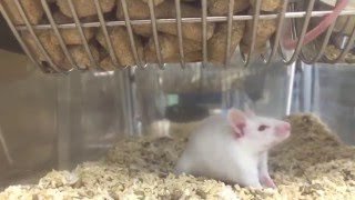 Mice stereotypy  Animal behavior [upl. by Lehman426]