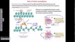 Histone acetylation [upl. by Pris]