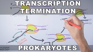 Transcription Termination in Prokaryotes [upl. by Nevi]