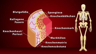 Knochen  Schulfilm Biologie [upl. by Mcdermott526]