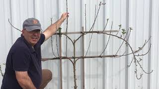 Pruning an Espalier Apple [upl. by Montgomery]