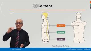 Anatomie générale  Le tronc [upl. by Caesar]