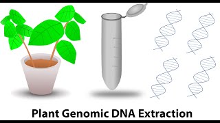 Plant genomic DNA extraction [upl. by Sprage890]