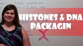 Histones Chromatin and DNA Packaging [upl. by Nivan]