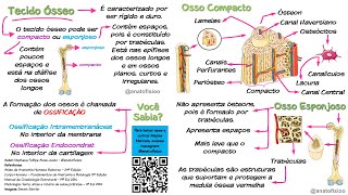 Tecido Ósseo  Mapa Mental [upl. by Aeirdna]