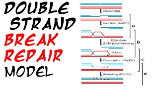 Double strand break repair model [upl. by Einiar]