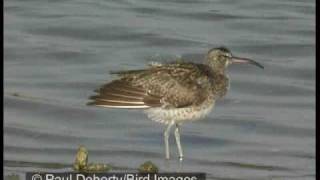 Slenderbilled curlew compared to whimbrel and curlew [upl. by Etram]