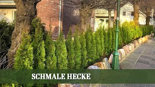 Welche Arten eignen sich für eine schmale Hecke [upl. by Rebel]