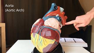 Heart Model 1 [upl. by Irec]