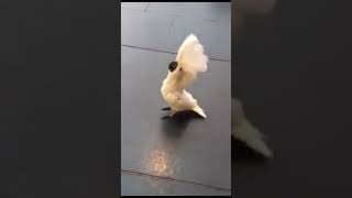 Cockatoo Parrot Barking like a dog [upl. by Brunhilda494]