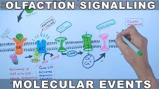 Olfaction Signalling  Molecular Events of Olfaction Signalling [upl. by Frechette255]