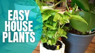 2021 Easy House Plants  Decorating with Plants  House Plants for Beginners [upl. by Iroak]