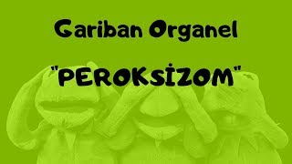 Gariban Organel Peroksizom [upl. by Doria]