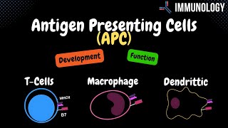 Exogenous Pathway of Antigen Presentation  MHC II Processing [upl. by Davy]