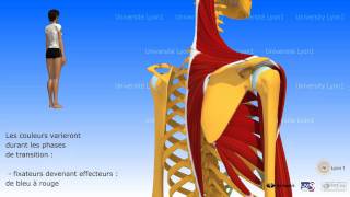 Lépaule antepulsion ou élévation antérieure du bras [upl. by Eada568]