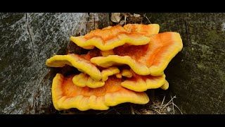 laetiporus sulphureus chicken of the woods grow room [upl. by Noiraa883]