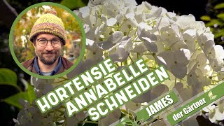 Wie und wann schneidet man eigentlich Schneeballhortensien I James der Gärtner [upl. by Adiehsar]