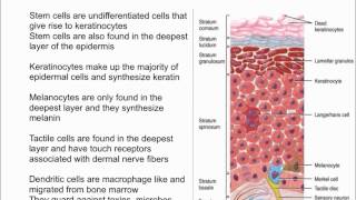 Cells of the Epidermis [upl. by Elime]