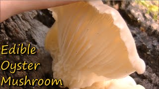 How to Identify Oyster Mushrooms [upl. by Anomahs]