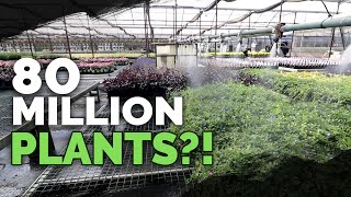 How To Grow MILLIONS of Plants a Year Plant Nursery Tour [upl. by Derfliw288]