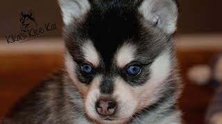 Most Adorable Alaskan Klee Kai Puppies 4 weeks old [upl. by Janenna]