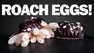 Timelapses of Cockroach Egg Cases Hatching [upl. by Shirlie]