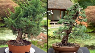 Learn how to create a Juniper Bonsai tree [upl. by Johppa]