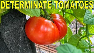 5 Reasons Why DETERMINATE TOMATOES Are BETTER Than Indeterminate [upl. by Humfried93]