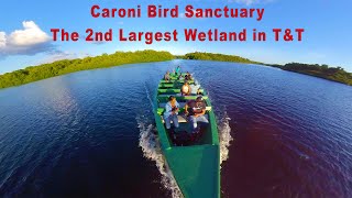 Caroni Bird Sanctuary The 2nd Largest Wetland in Trinidad and Tobago  Scarlet Ibis  Nature [upl. by Genevra]