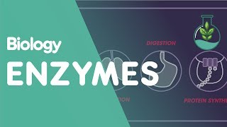 Enzymes  Cells  Biology  FuseSchool [upl. by Oric]