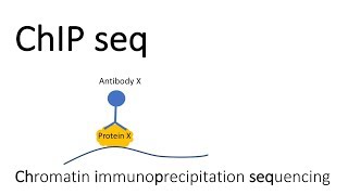 ChIP seq  Chromatin Immunoprecipitation sequencing [upl. by Haduj]