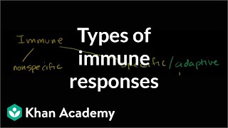 Types of immune responses Innate and adaptive humoral vs cellmediated  NCLEXRN  Khan Academy [upl. by Killoran322]