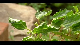 Tips to grow Yanai Nerunjil pedalium murex  herb at your terrace  Poovali  News7 Tamil [upl. by Eicam9]