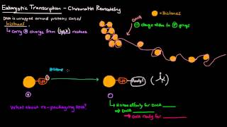 Chromatin Remodeling in Eukaryotes [upl. by Astrea]