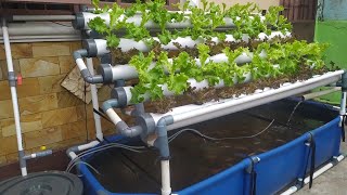 DIY  How to make Simple RAS system Tilapia Ponds  Aquaponic System part 3 [upl. by Ellenod]