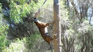 Sumatran Tiger Climbs 45 Metre Pole to Eat Dinner [upl. by Mond]