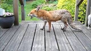 How to help a Fox suffering with Mange  Sarcoptic Mange [upl. by Emawk]