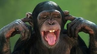 Arent monkeys just the funniest  Funny monkey compilation [upl. by Sylram]