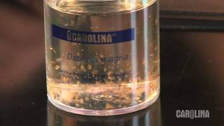 How to Care for Daphnia [upl. by Engelbert]