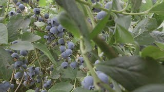 OSU Master Gardener Fertilizing and Mulching Blueberries [upl. by Fulvi]