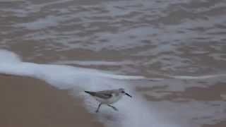 Sandpiper Bird Running from Waves [upl. by Chere]