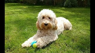 Dexter the Cockapoo  One Year On [upl. by Namurt]