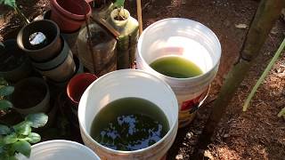 How to grow Green Water Algae [upl. by Mayberry]